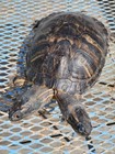 Vintage Taxidermy Sideshow Gaff Two Headed Siamese Turtle Freak Amphibian Rare