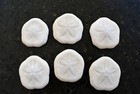 50 Small Sea  cookies    Sand Dollars 1 - 1 1 2  Coastal Arts  Crafts And Decor