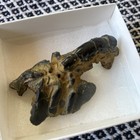 Australian Scorpion Mud Lobster Fossil  Gunn Point  Ne Territory Holocene Age