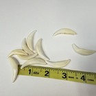 Lot Of 10 Assorted Coyote Fangs Teeth Goth Odd Craft Real Taxidermy Cleaned 0383