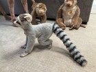 Rare Collector Piece  Studio Kaita Lemur Woven Fur 0059 06