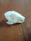 Real Rabbit Skull - Taxidermy Specimens Skeleton Bones Diy Crafts   Collectibles
