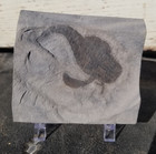 Eurypterid Fossil Sea Scorpion Eurypterus Silurian 420 Mil Yrs 3 25 x3  Plate