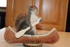 New Taxidermy Canoe Squirrel Mount Novelty Whitetail Deer Log Cabin Decor Mouse