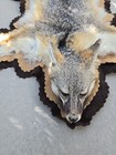 Taxidermy Animal Rug Remarkable Condition 