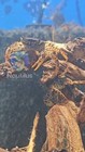 Panther Crabs  Live Freshwater Aquarium Tropical Crab Panther Crab Live
