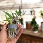 Hygrophila Salicifolia - Live Aquarium Plant - Beginner Plant - Background