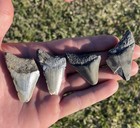 Megalodon Shark Tooth Lot Authentic Shark Teeth Set Of 4 Florida