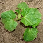 25 Seeds Sweet Success Cucumber Planting Edible Food Easy To Grow Garden