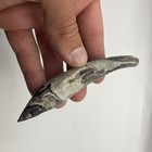 Fossil Whale Tooth Megalodon Era Cetacean Fossil Polished Tip Florida