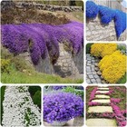 3000  Mix Creeping Thyme Seeds For Planting Red  Blue  Yellow  White  Pink 