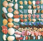 Sea Shell  From Japan  Surf-tumbled Beach Glass Mix Assortment