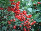 1 Dormant Nanking Bush Red Cherry  Rooted Plant  Zones 2-7  Prunus Tomentosa
