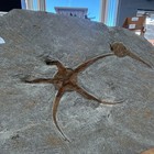 Starfish  echinoderm  Fossil Specimen On Matrix Stone Slab Fossil