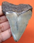 Megalodon Shark Tooth - Real Fossil - 2 54 Inches  Shark Teeth - No Restorations