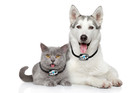 Ms-5 Ultrasonic Pet Collar For Power Pet Doors Factory Direct From High Tech Pet