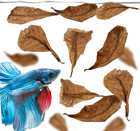 60 Pcs Mini Catappa Indian Almond Leaves For Discus  Angelfish   Neon Tetra     