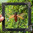 Real Framed Beetle Insect Specimen Shadowbox Entomology Art Taxidermy Wall Decor