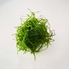     fresh Live Java Moss     Aquarium Plant For Shrimp   Fish 