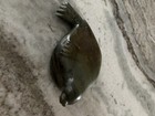 Old Inuit Canada Eskimo Art Carved Dark Green Stone Seal Sculpture Artist Signed