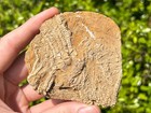Nice Fossil Crinoid In Matrix Aphelecrinus Alabama Bangor Limestone Formation