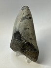 Megalodon Shark Tooth 4 63 Inch Beautiful - Real Fossil - Carolina - Rare 18990