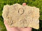 Big Fossil Sea Urchin Plate With Spines Matrix Echinoids Cretaceous Morocco