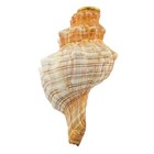 Unlimited Triton Shells