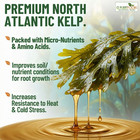 Liquid Kelp Organic Seaweed Fertilizer  1 Gallon Of Concentrate Gs Plant Foods