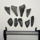 Partial Megalodon Shark Teeth Lot Real Fossil Shark Teeth South Carolina