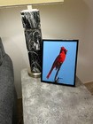 Northern Cardinal Original Nature Photograph 8x10  Semi-gloss Photo Paper Framed