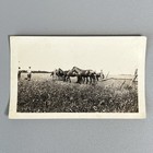 1918 Antique Photo Draft Horse Team Farming Agriculture Vintage Snapshot 1910s