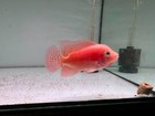 Carefully Selected Premium Super Red Monkey Pnpv Male Peeled Flowerhorn 7-12cm