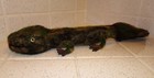 Needle Felted Hellbender Salamander Oddity Curiosity Felting Nature Lover