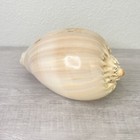 Beautiful Large Melon Seashell Decorative Shell 8 5   