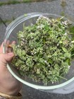 Fresh Dried Catnip Strong Garden Grown Strong Attractant Qualities Lg Bag 