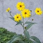 7 Jerusalem Artichoke  sunchoke  Tubers For Planting   Grown By Greenhouse Pca