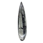 Orthoceras  Fossil  7 25  Spear  Display Specimen   r-7185