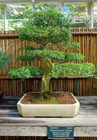 Rare Live Plant 3ft Pithecellobium Tortum Brazilian Raintree For Bonsai