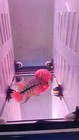 A   live Flowerhorn F3 Fish Male Super Red  Big Kok Head  Size 4 5  T2