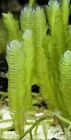 Caulerpa Mexicana  5-6     Frag  Live Macro Algae Saltwater Coral Reef