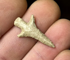 Exceptional Livermore Point Texas Authentic Arrowhead Indian Artifact Tt1