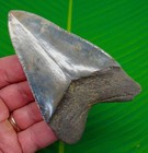 Megalodon Shark Tooth Real Fossil 4 22    Light Blue Highlights - Xl Big Jaw