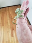 Extatosoma Tiaratum Specimen 20x Feeder Stick Insect Specimen Eggs  rare 