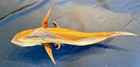 Highly Detailed Mahi-mahi  Dorado  Dolphin Fish Wood Carving On Driftwood Base