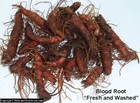 20 Fresh Bloodroot Bare Root Rhizomes - Xl Spring 2026 Harvest - Sanguinaria