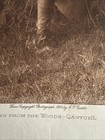 Paqusilahl Emerging From The Woods -qagyuhl Edward Curtis Photogravure 1914