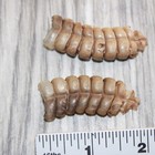 2 Large Rattlesnake Rattles   668    Taxidermy Diamondback Sidewinder