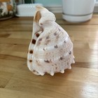 Vintage Conch Shell Blowing Horn 5    Size  Drilled Conch Seashell 