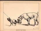 Funny Schnauzer Print 1940s Humorous Schnauzer Illustration Art By Zito 5261g